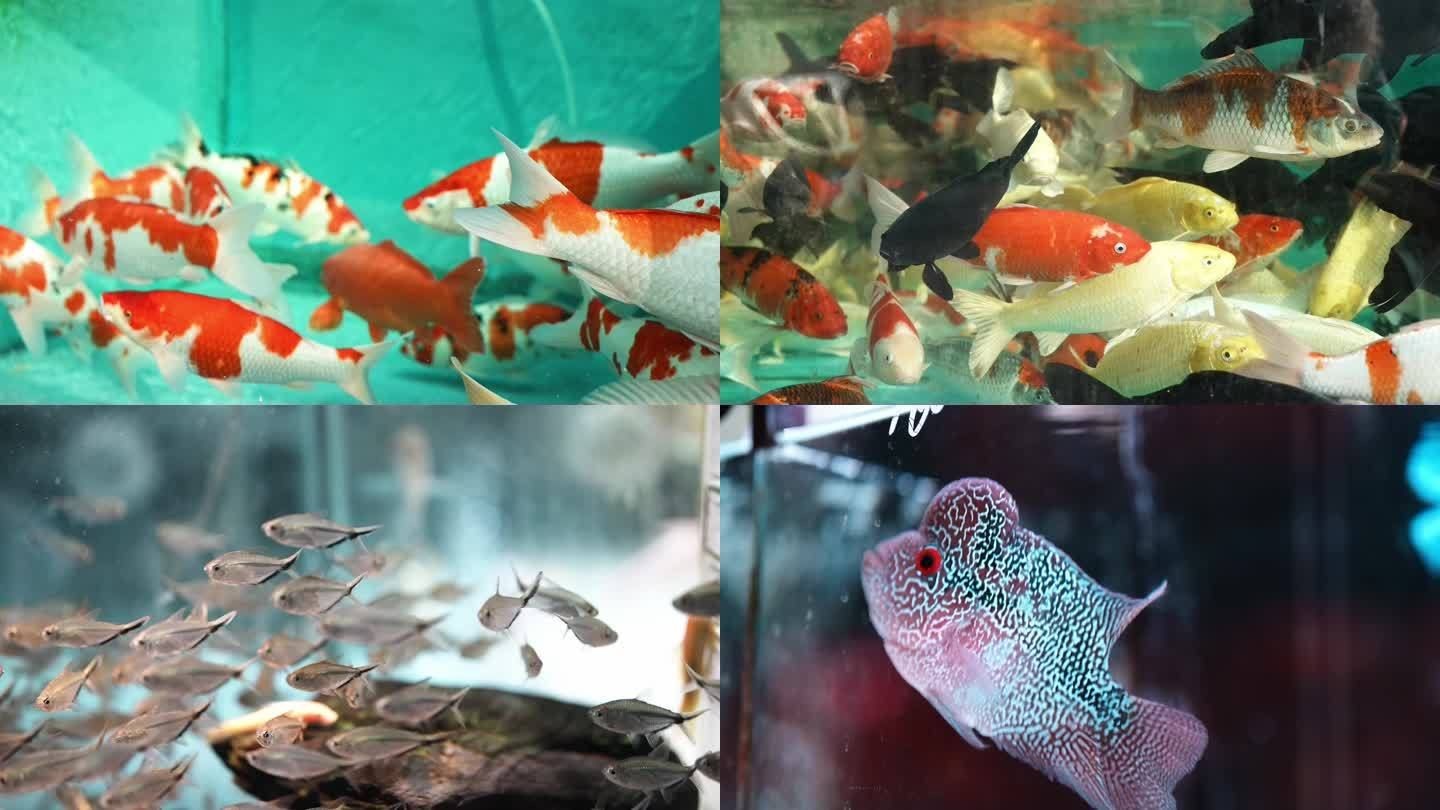 金龍魚能否和三湖鯛魚混養(yǎng)【金龍魚和三湖鯛魚混養(yǎng)有一定的挑戰(zhàn)性但在某些條件下是可行的】