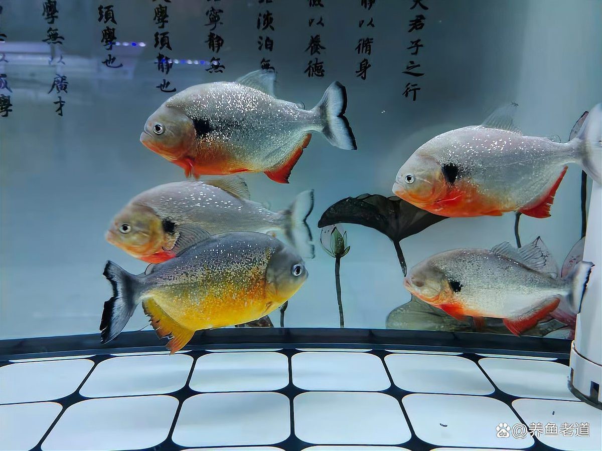 魚跳缸是暗示老人還是親人