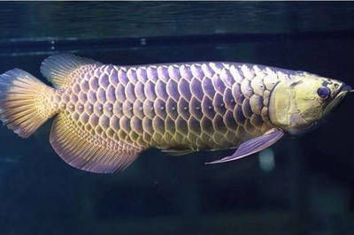 龍魚怎么分等級劃分：龍魚的等級劃分