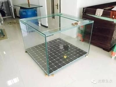 一米長(zhǎng)的龍魚有多重（一米長(zhǎng)的紅龍魚的重量因品種和生活環(huán)境而異，具體信息）