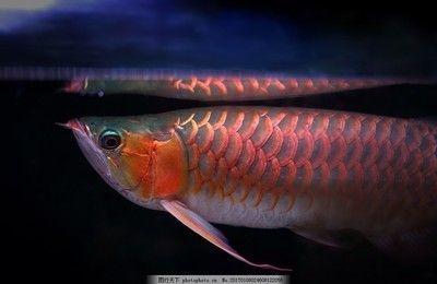 金龍魚做標本：金龍魚標本制作方法