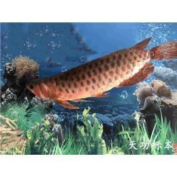 金龍魚做標本：金龍魚標本制作方法