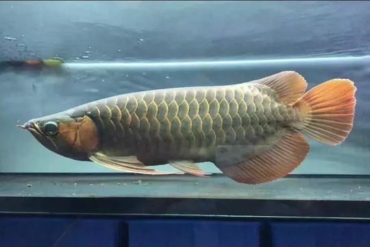 賽級龍魚最簡單三個步驟