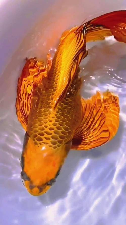 龍鳳魚有哪些常見品種？