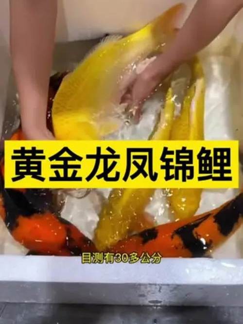 龍鳳魚有哪些常見品種？