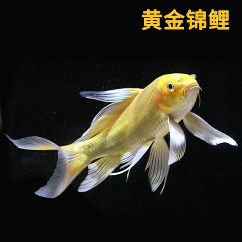 龍鳳魚有哪些常見品種？