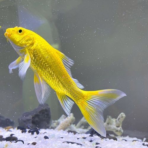 龍鳳魚有哪些常見品種？