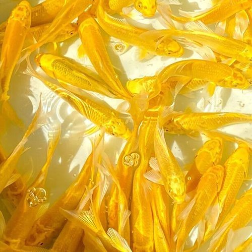 龍鳳魚有哪些常見品種？