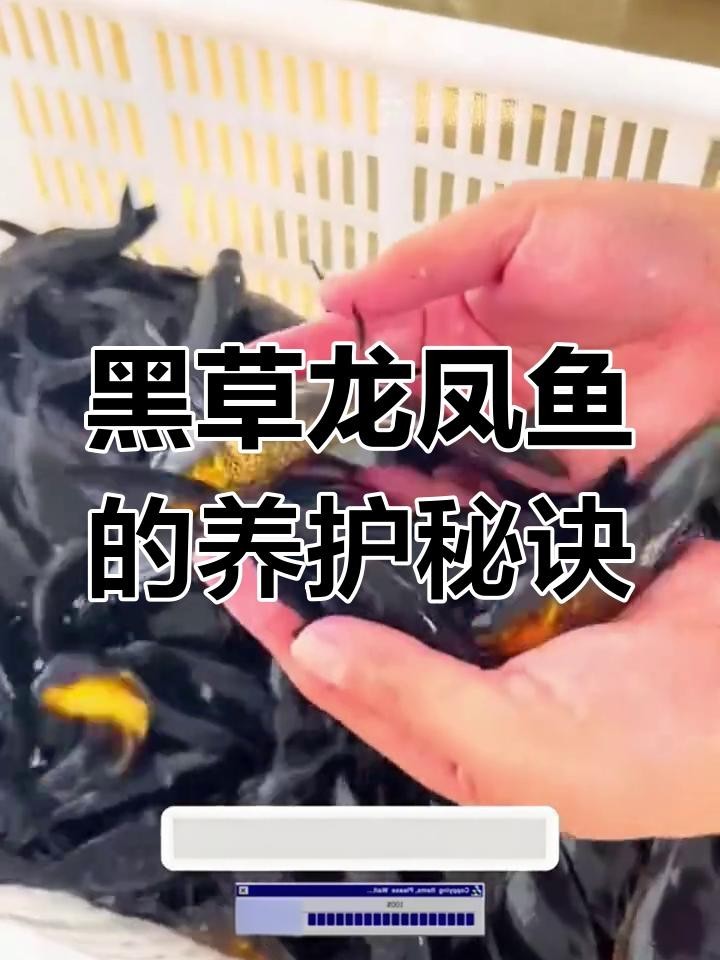 龍鳳魚有哪些常見品種？