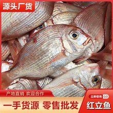 紅立魚多少錢一斤