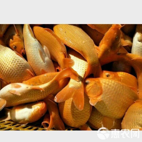 紅立魚多少錢一斤