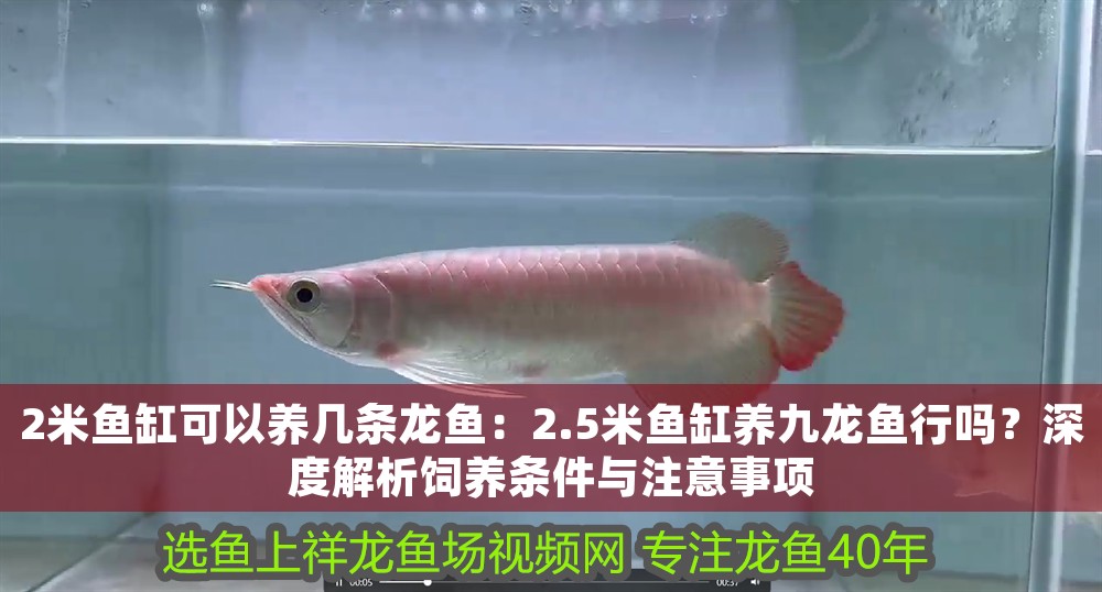 2米魚缸可以養幾條龍魚：2.5米魚缸養九龍魚行嗎？深度解析飼養條件與注意事項