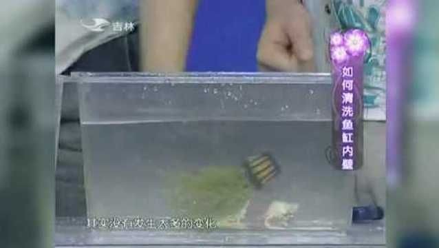 魚缸清潔的科學(xué)方法是什么？：魚缸清潔的科學(xué)原理是避免魚缸變臟的關(guān)鍵