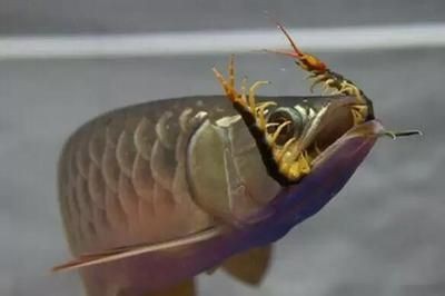 龍魚的霸氣說說短句文案：描述龍魚的霸氣短句文案