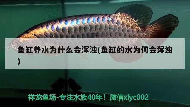 營口市站前區老本琦水族銘品店 營口市站前區老本琦水族銘品店 全國水族館企業名錄 第2張