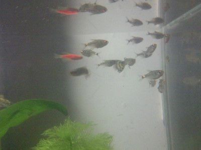 關于魚缸的描寫（五彩斑斕的魚兒自由自在地游弋，水草在柔和的燈光下搖曳生姿）