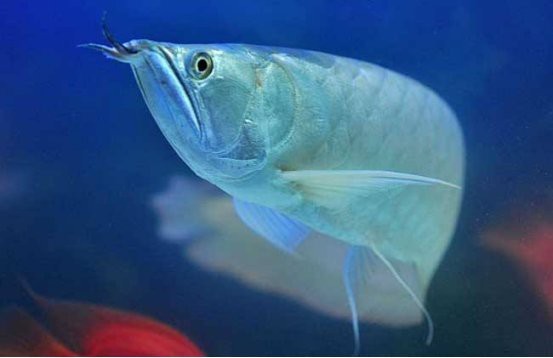 龍魚不能養4條的原因