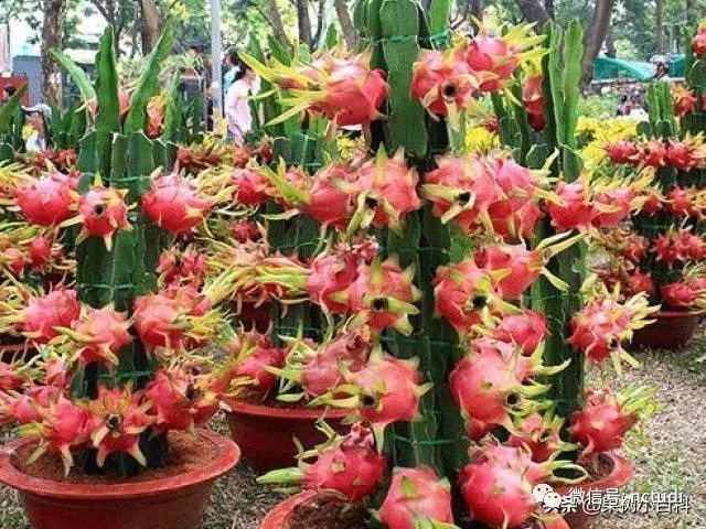 紅龍盆栽需要多大的花盆？ 紅龍盆栽需要多大的花盆？ 龍魚論壇 第2張
