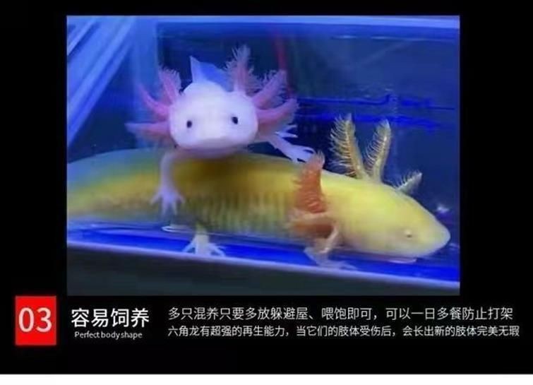 龍魚是冷水魚嗎：龍魚不是冷水魚而是熱帶魚，而是熱帶魚養(yǎng)殖水溫控制技巧