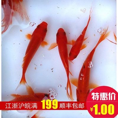 龍魚是冷水魚嗎：龍魚不是冷水魚而是熱帶魚，而是熱帶魚養(yǎng)殖水溫控制技巧