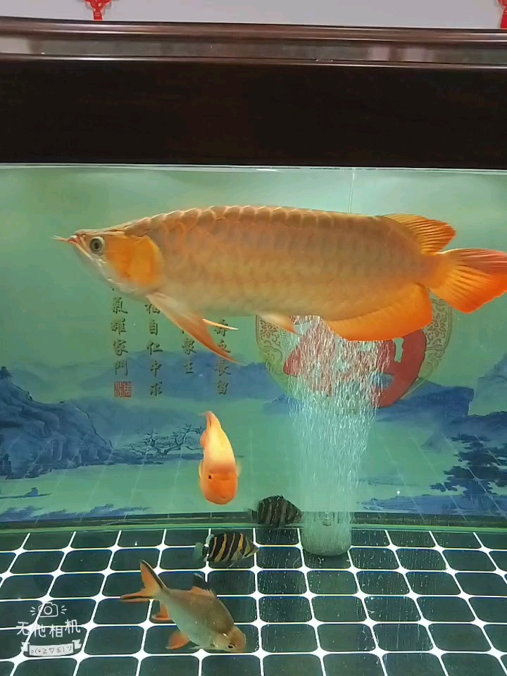 夜晚看魚
