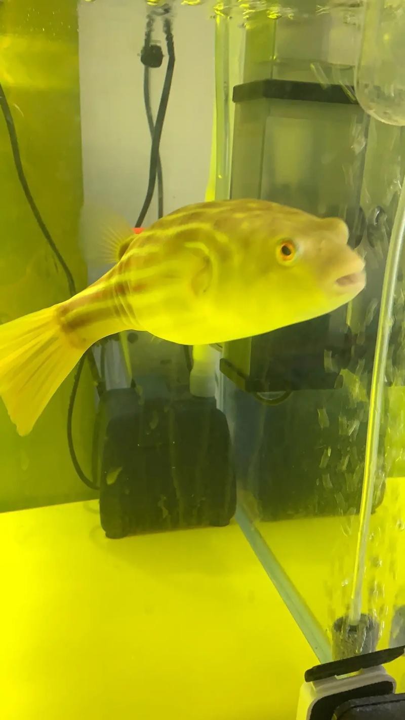 斑馬狗頭魚和龍魚混養好嗎圖片