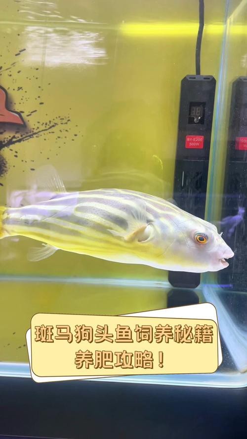 斑馬狗頭魚和龍魚混養好嗎圖片