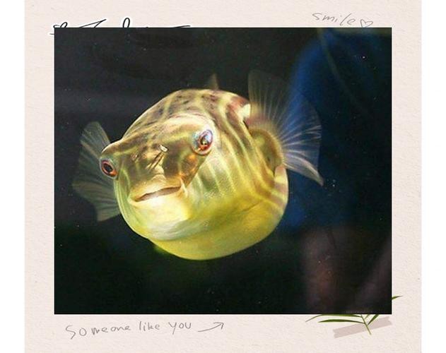 斑馬狗頭魚和龍魚混養好嗎圖片