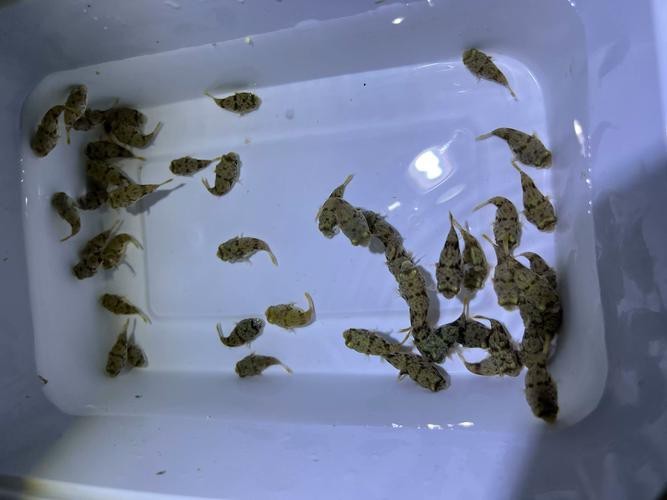 斑馬狗頭魚和龍魚混養好嗎圖片