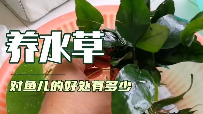 魚缸草缸是什么意思：魚缸與草缸各有特點，選擇哪種類型的魚缸主要取決于個人的喜好和需求 魚缸草缸是什么意思：魚缸與草缸各有特點，選擇哪種類型的魚缸主要取決于個人的喜好和需求 魚缸百科 第4張