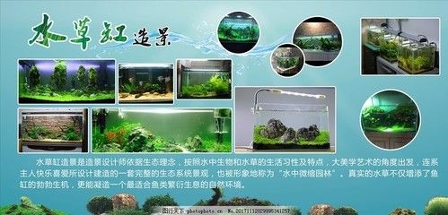 魚缸草缸是什么意思：魚缸與草缸各有特點，選擇哪種類型的魚缸主要取決于個人的喜好和需求 魚缸草缸是什么意思：魚缸與草缸各有特點，選擇哪種類型的魚缸主要取決于個人的喜好和需求 魚缸百科 第5張