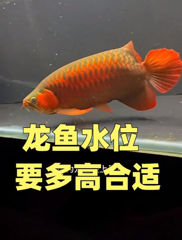 養龍魚水位多高合適