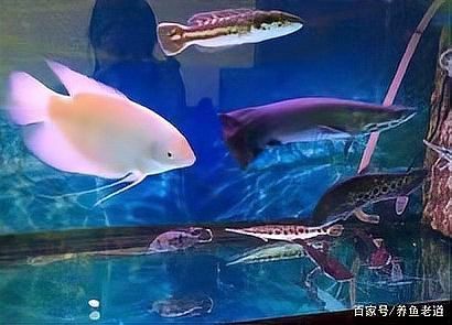 養龍魚水位多高合適