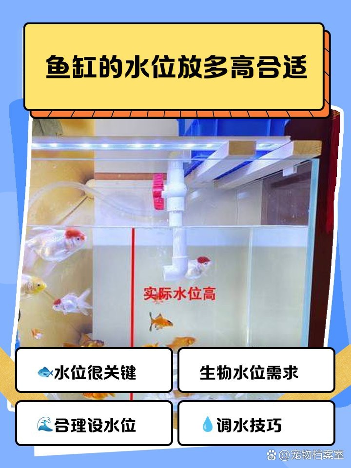 養龍魚水位多高合適