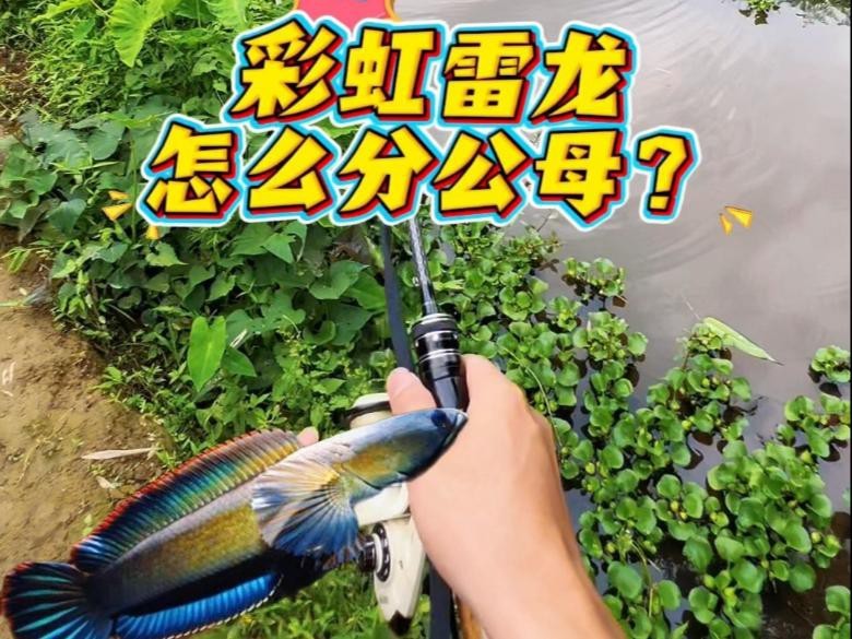 如何判斷雷龍魚的性別？ 如何判斷雷龍魚的性別？ 龍魚論壇 第2張