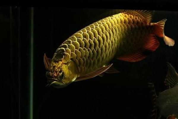 龍魚立鱗是什么意思，如何判斷龍魚是否患立鱗病 龍魚立鱗是什么意思，如何判斷龍魚是否患立鱗病 龍魚百科 第4張