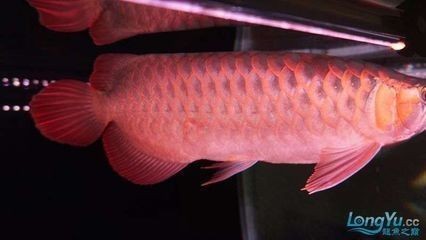 龍魚立鱗是什么意思，如何判斷龍魚是否患立鱗病 龍魚立鱗是什么意思，如何判斷龍魚是否患立鱗病 龍魚百科 第2張