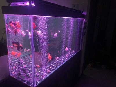 魚缸的玩家：魚缸diy教程入門，風水魚缸布局指南 魚缸的玩家：魚缸diy教程入門，風水魚缸布局指南 魚缸百科 第1張