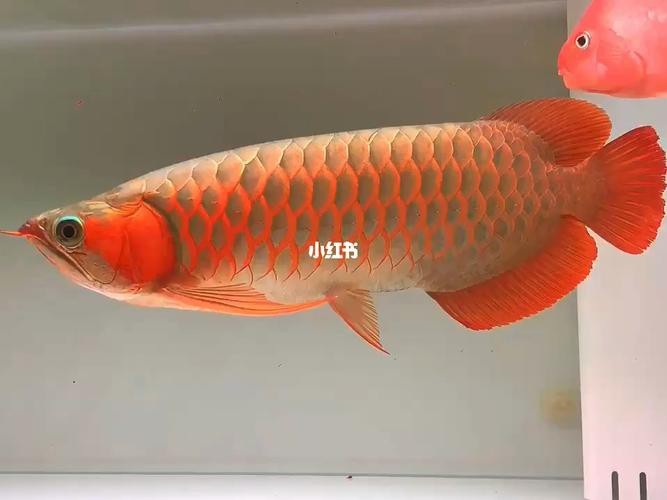 紅龍魚種類排名圖片大全