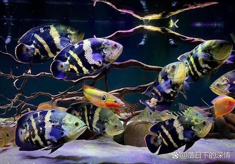 地圖魚能長多大