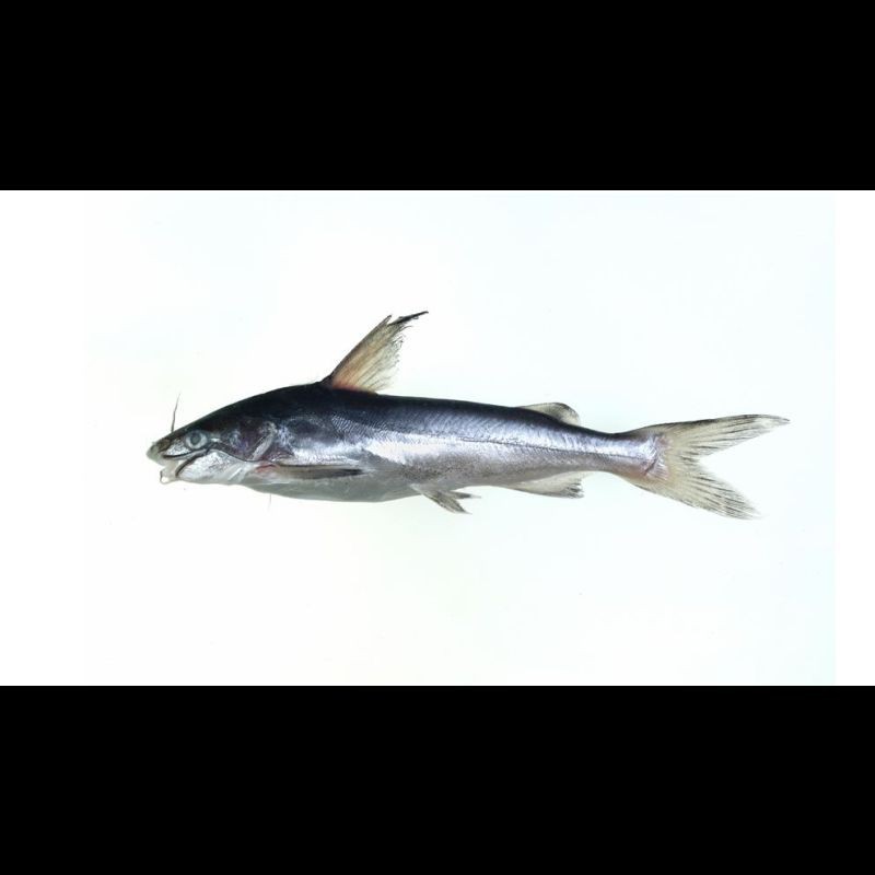 海里面的一種鼻子很寬很硬的魚叫什