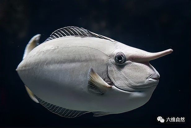海里面的一種鼻子很寬很硬的魚叫什