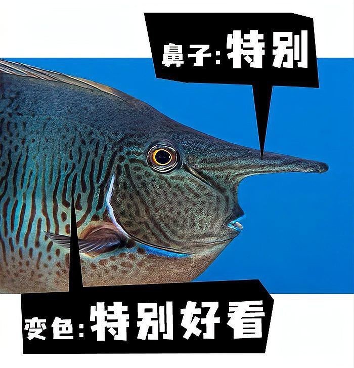 海里面的一種鼻子很寬很硬的魚叫什