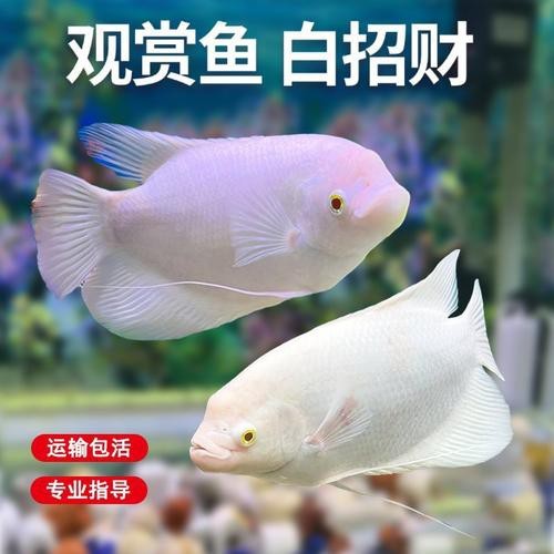 旺財魚圖片100張