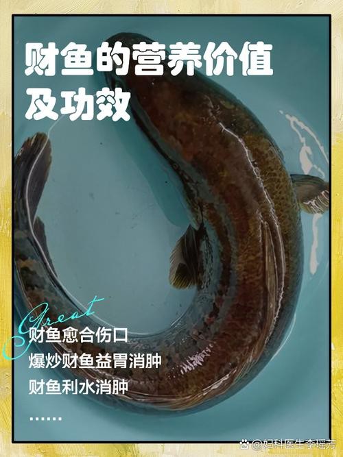 旺財魚圖片100張