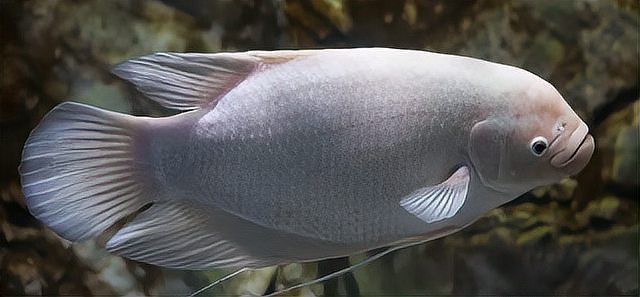 旺財魚圖片100張