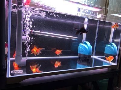 魚缸炸裂的原因及解決方法：智能魚缸加熱棒的安全使用指南水族箱加熱棒的安全使用
