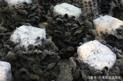 魚缸生態管理的重要性：魚缸水質管理的重要性