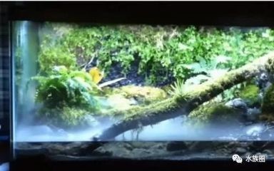 魚缸生態管理的重要性：魚缸水質管理的重要性
