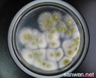 魚缸生態管理的重要性：魚缸水質管理的重要性